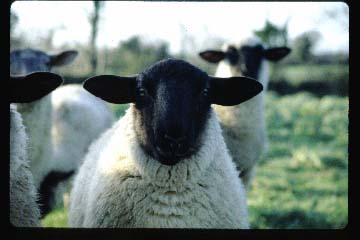 Irish wool, on the hoof.